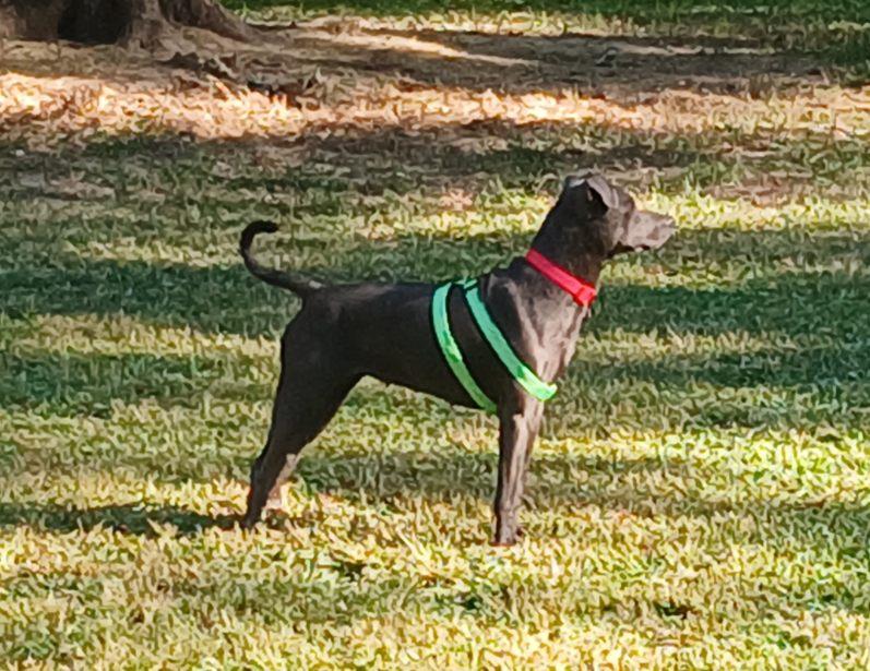 Dominique (Dresden #17), a Adoptable mixed breed in Mount Juliet, TN image 4/5