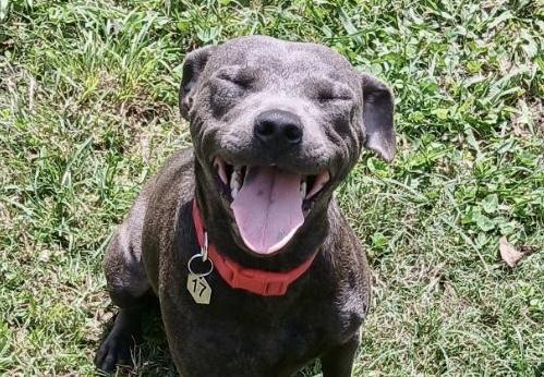 Dominique (Dresden #17), a Adoptable mixed breed in Mount Juliet, TN image 3/5