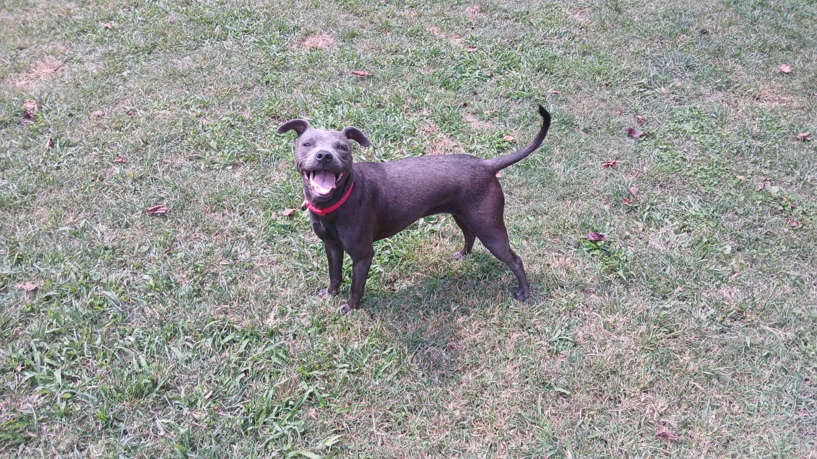 Dominique (Dresden #17)