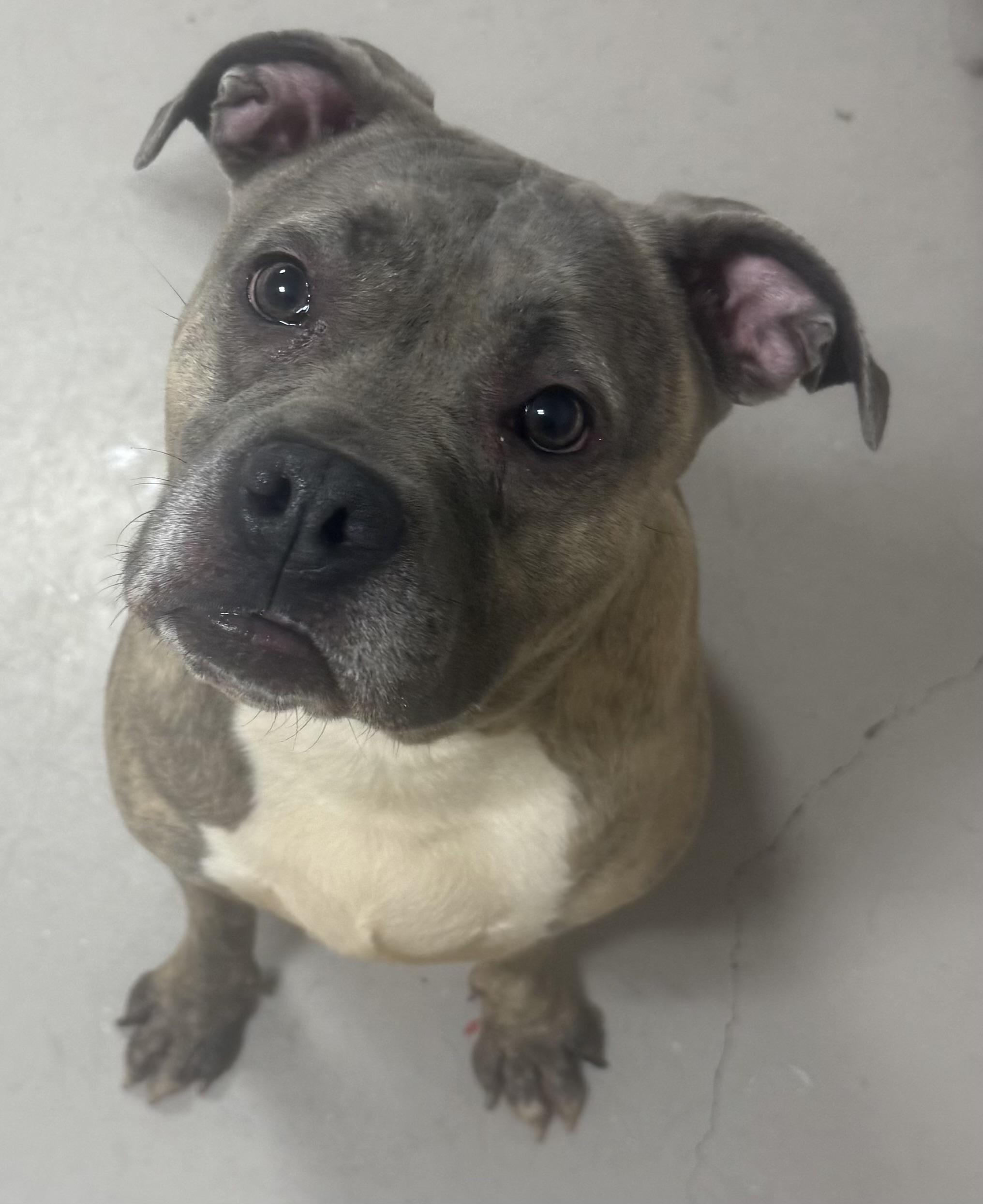 Enlarge Blu ADOPTED, an adopted mixed breed in Canton, OH image 5/6