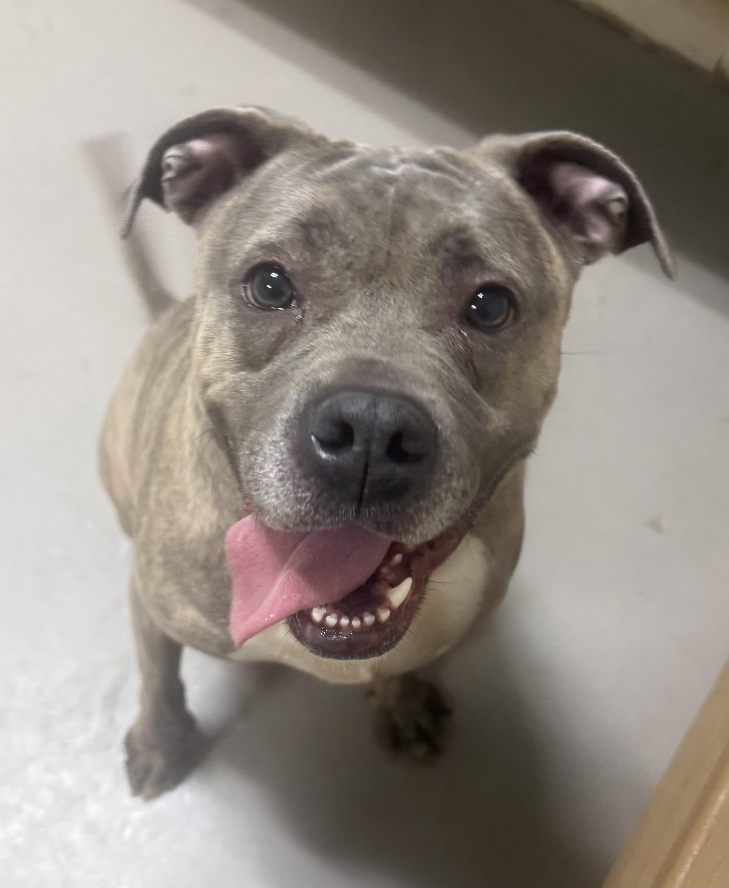 Enlarge Blu ADOPTED, an adopted mixed breed in Canton, OH image 1/6