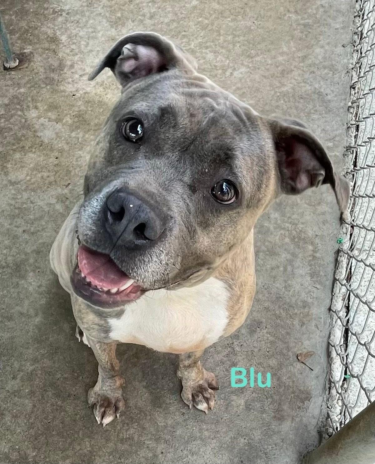 Enlarge Blu ADOPTED, an adopted mixed breed in Canton, OH image 2/6