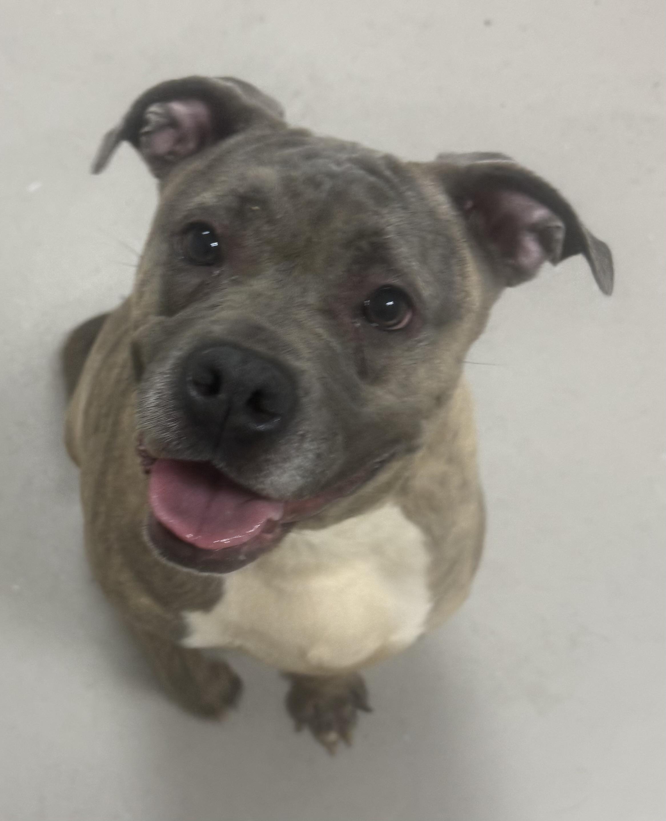 Enlarge Blu ADOPTED, an adopted mixed breed in Canton, OH image 6/6