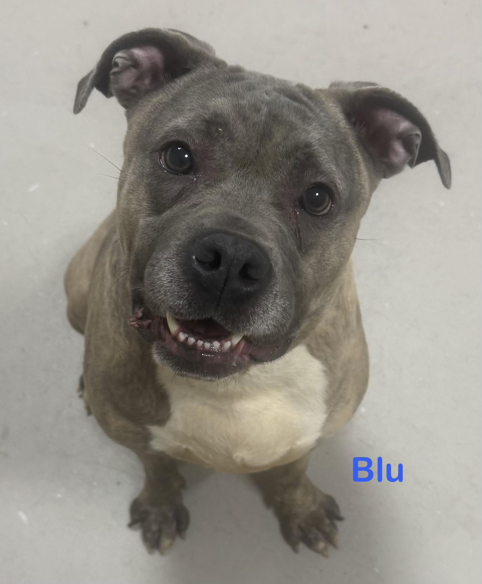 Enlarge Blu ADOPTED, an adopted mixed breed in Canton, OH image 3/6