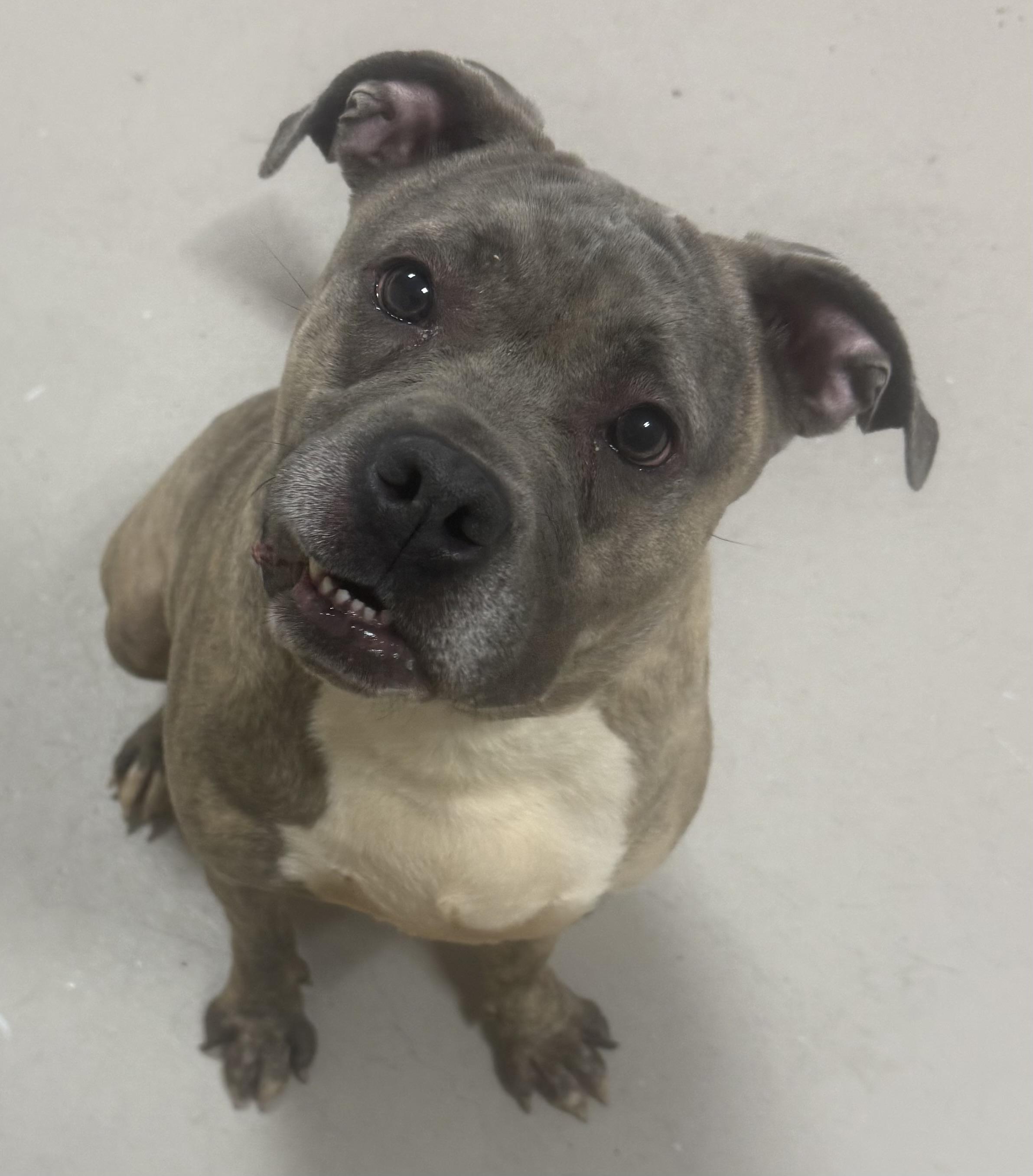 Enlarge Blu ADOPTED, an adopted mixed breed in Canton, OH image 4/6