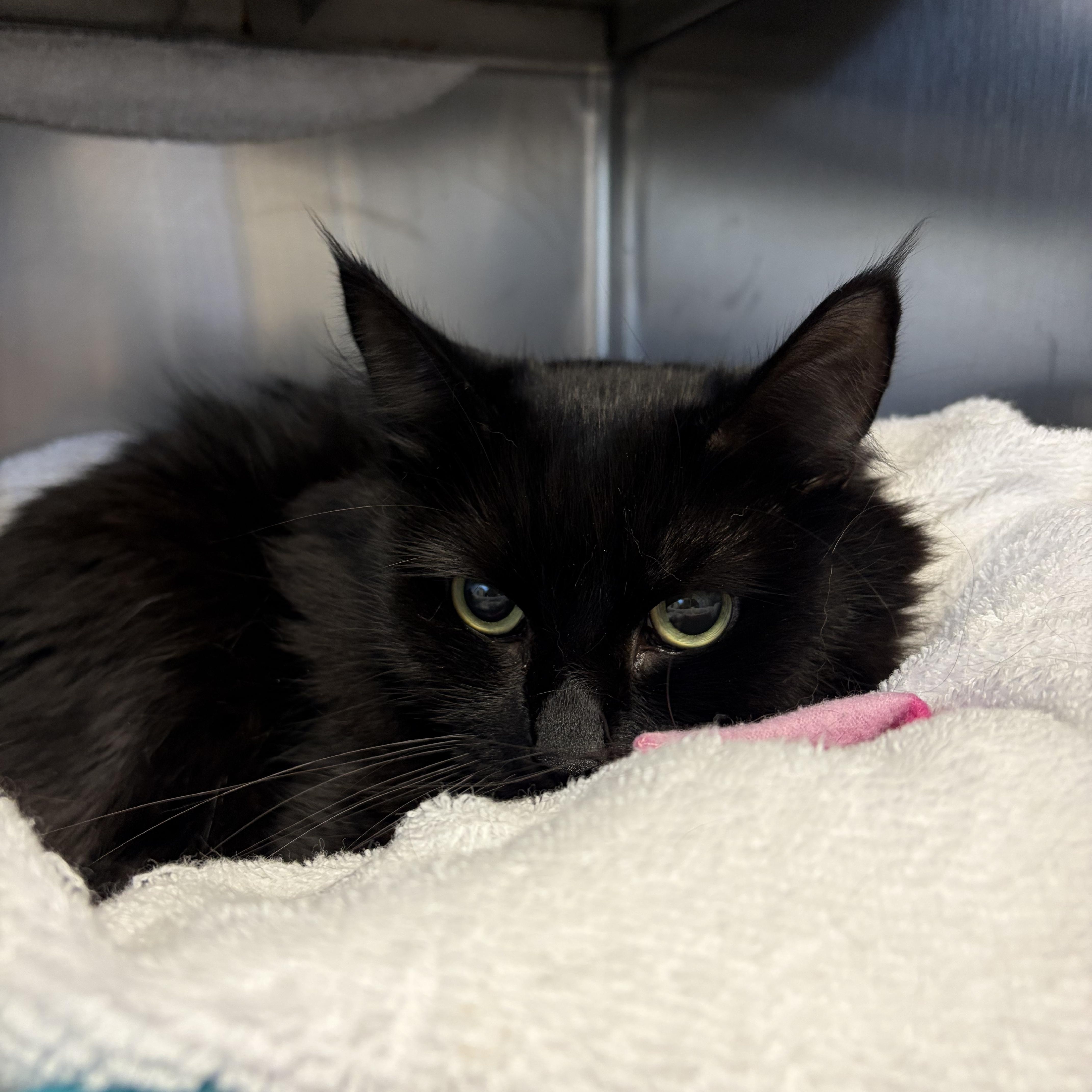 Enlarge Ivy, a Adopted Domestic Medium Hair in Cranston, RI image 1/1