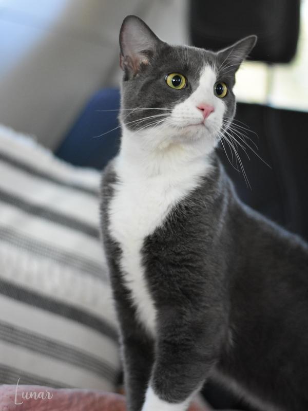 Lunar (Jeanie’s Litter) photo 4