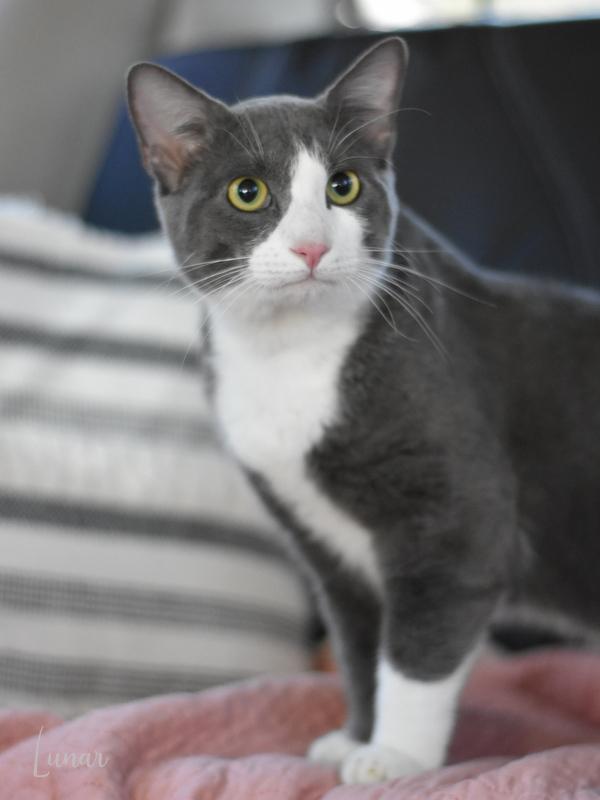 Lunar (Jeanie’s Litter) photo 6