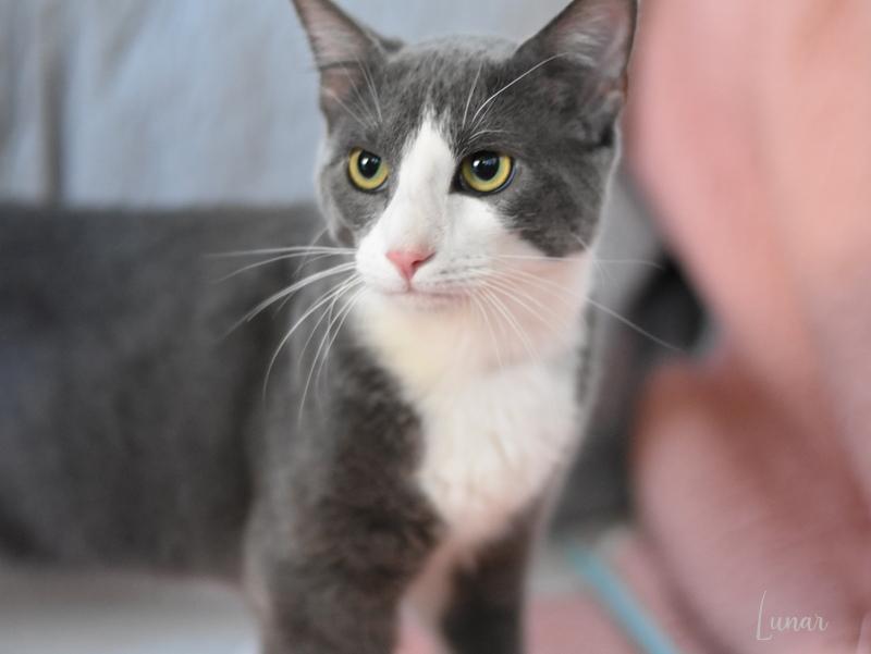 Lunar (Jeanie’s Litter), Adult Male Domestic Short Hair