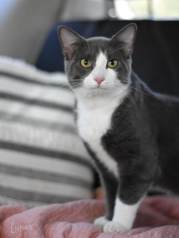 Lunar (Jeanie’s Litter) photo 5