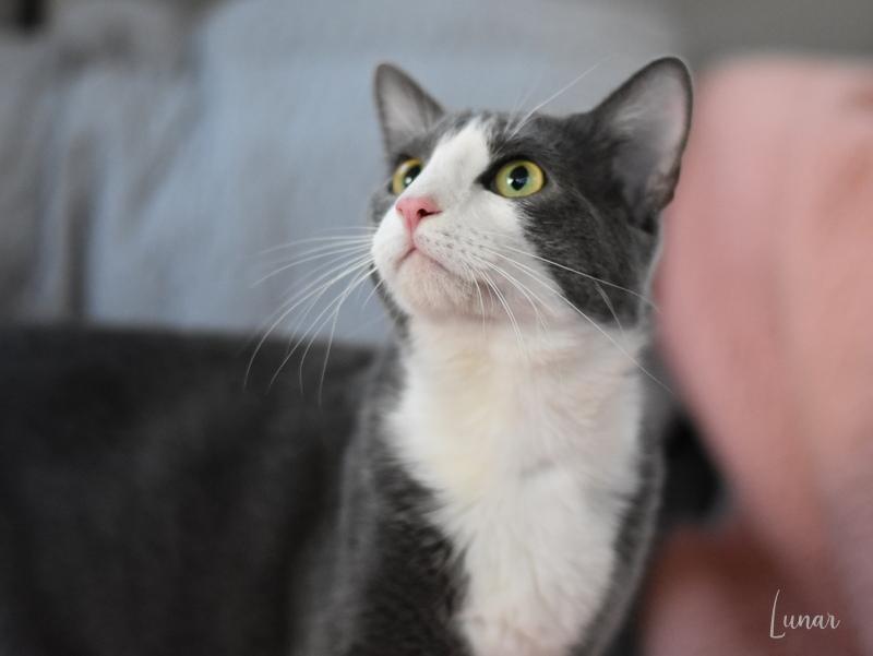Lunar (Jeanie’s Litter) photo 2