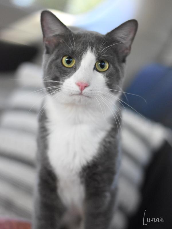 Lunar (Jeanie’s Litter) photo 3