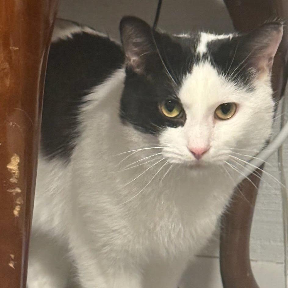 Enlarge Alfredo, a ADOPTABLE Domestic Short Hair in Evanston, IL image 1/1