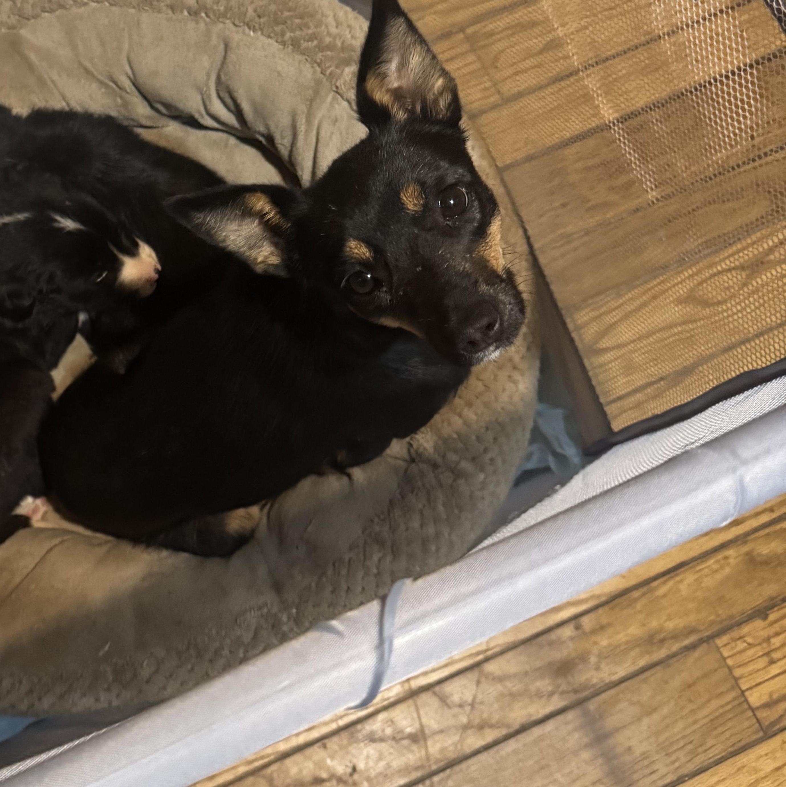 Ginger, Adoptable, Young Female Chihuahua & Terrier.