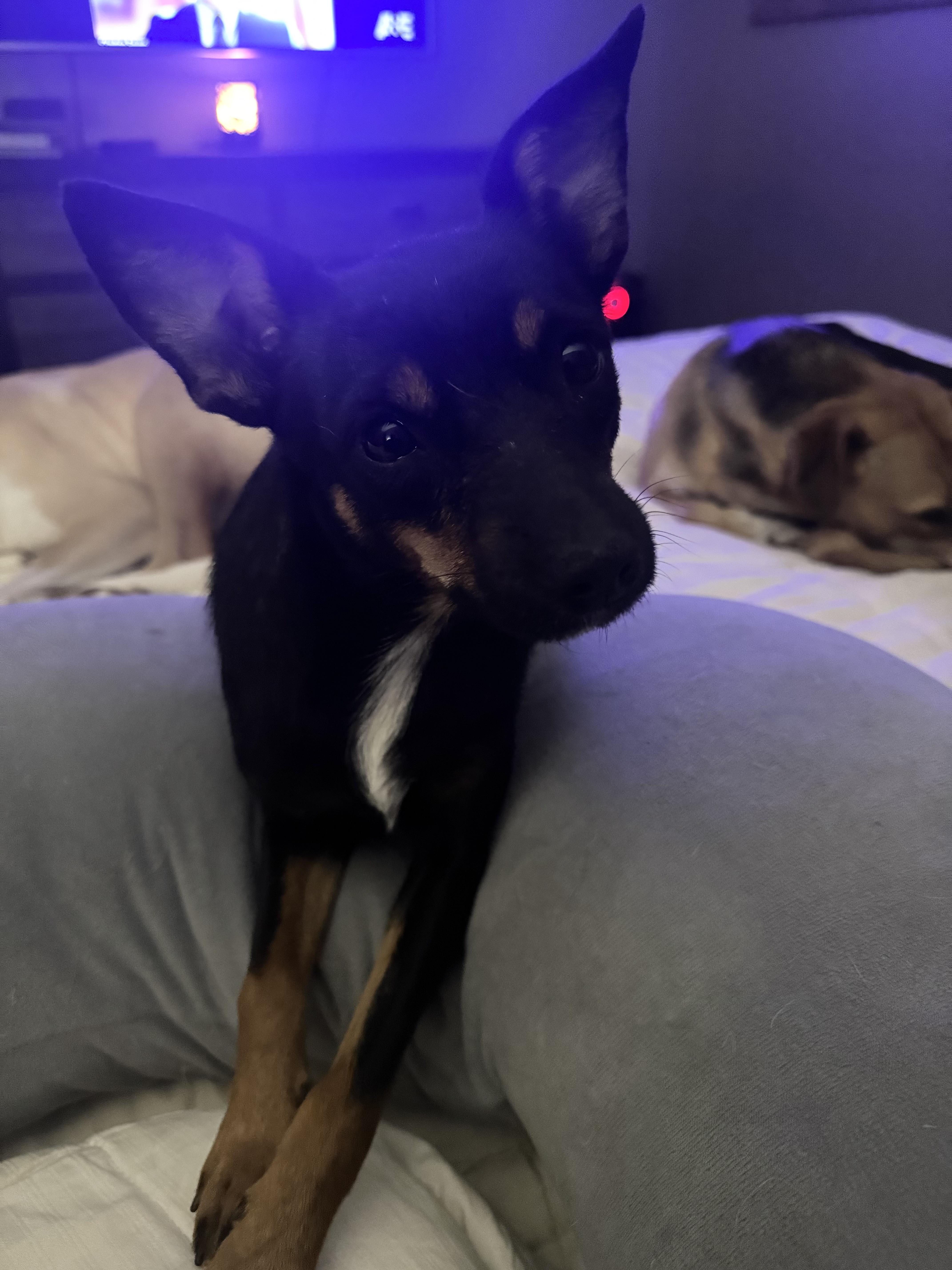 Ginger, a Adoptable mixed breed in McHenry, IL image 3/4