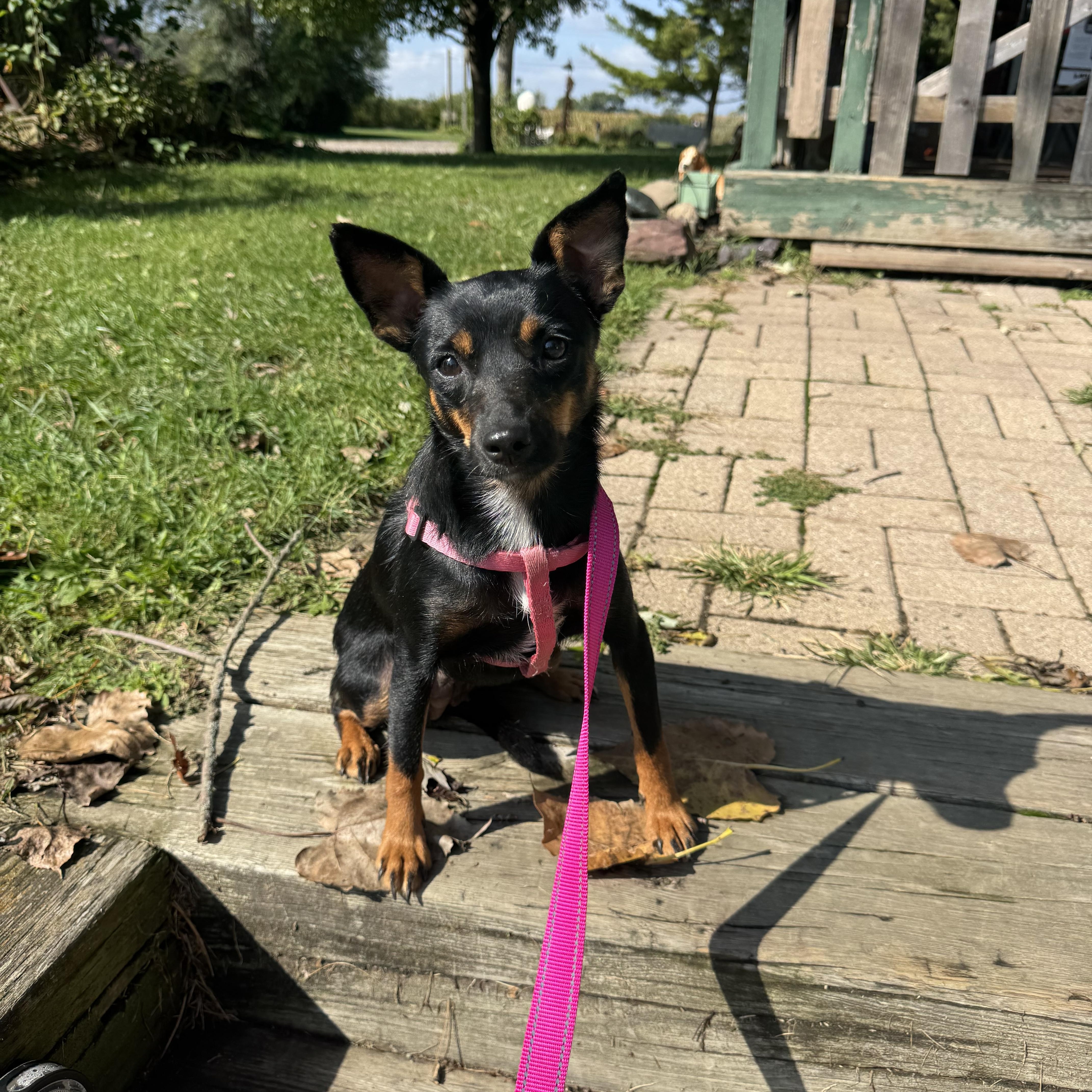 Ginger, a Adoptable mixed breed in McHenry, IL image 4/4