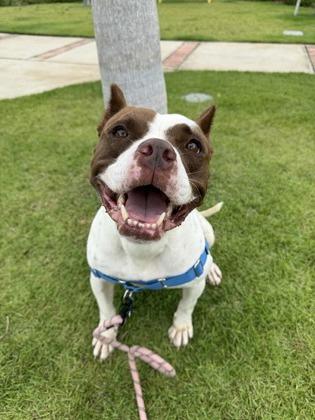 Lexi, Adoptable, Adult Female Pit Bull Terrier & Mixed Breed.