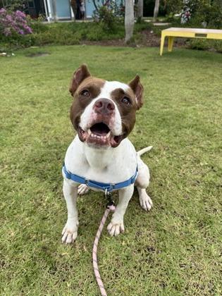 Enlarge Lexi, a Adoptable mixed breed in Honolulu, HI image 1/3