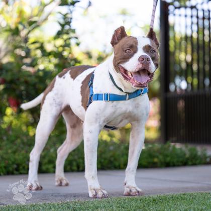Lexi, Adoptable, Adult Female Pit Bull Terrier & Mixed Breed.