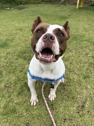 Enlarge Lexi, a Adoptable mixed breed in Honolulu, HI image 2/3