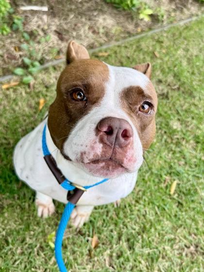 Enlarge Lexi, a Adoptable mixed breed in Honolulu, HI image 1/3