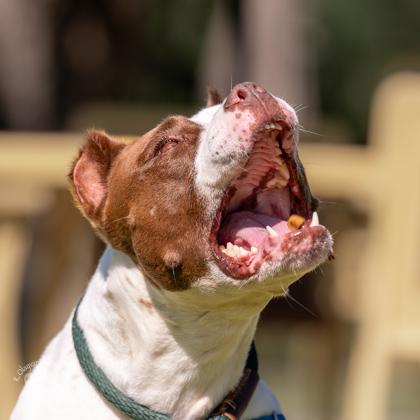 Lexi, Adoptable, Adult Female Pit Bull Terrier & Mixed Breed.