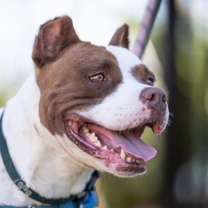 Enlarge Lexi, a Adoptable mixed breed in Honolulu, HI image 3/3