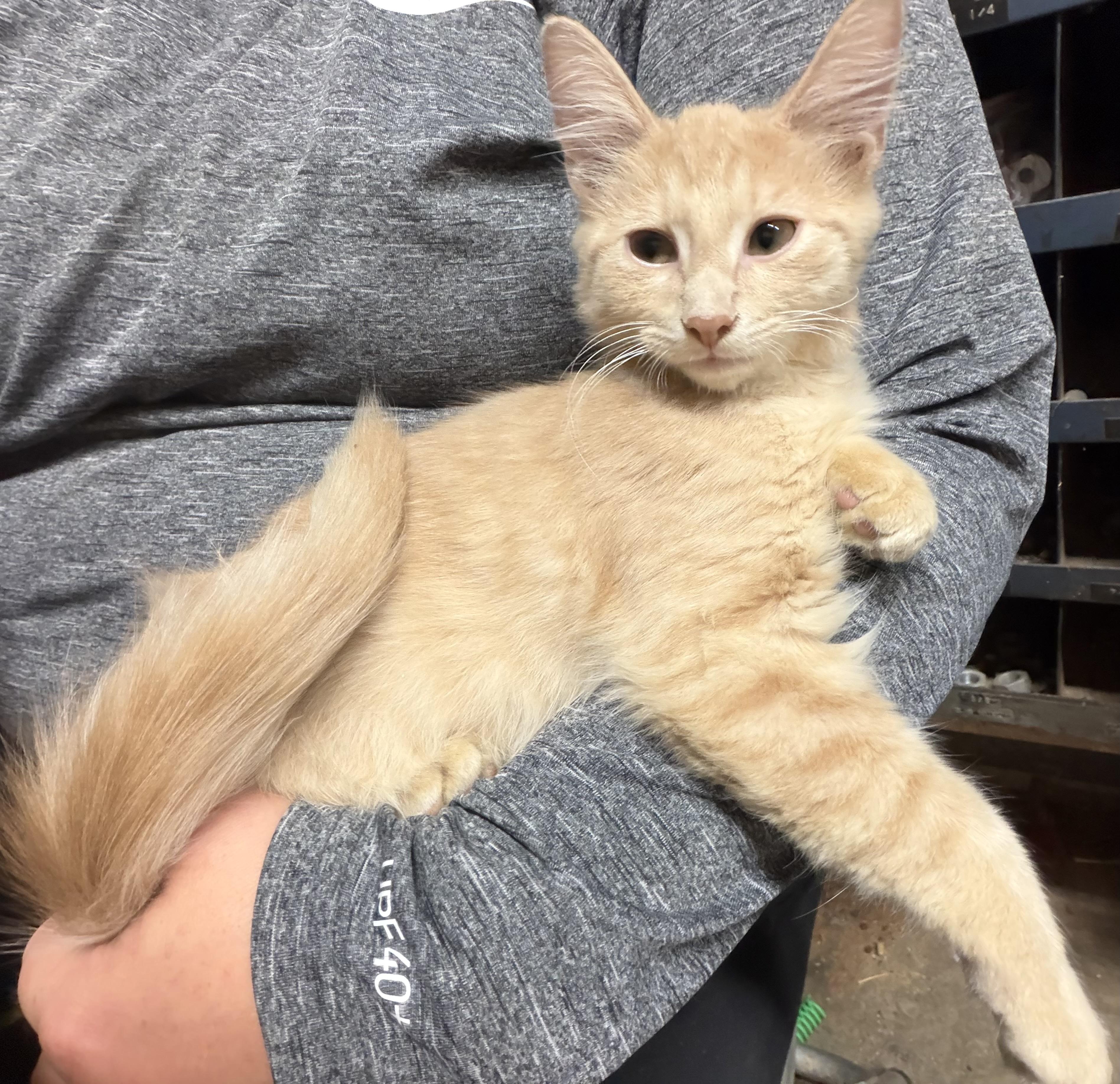 Pete, Adoptable, Young Male Domestic Medium Hair.
