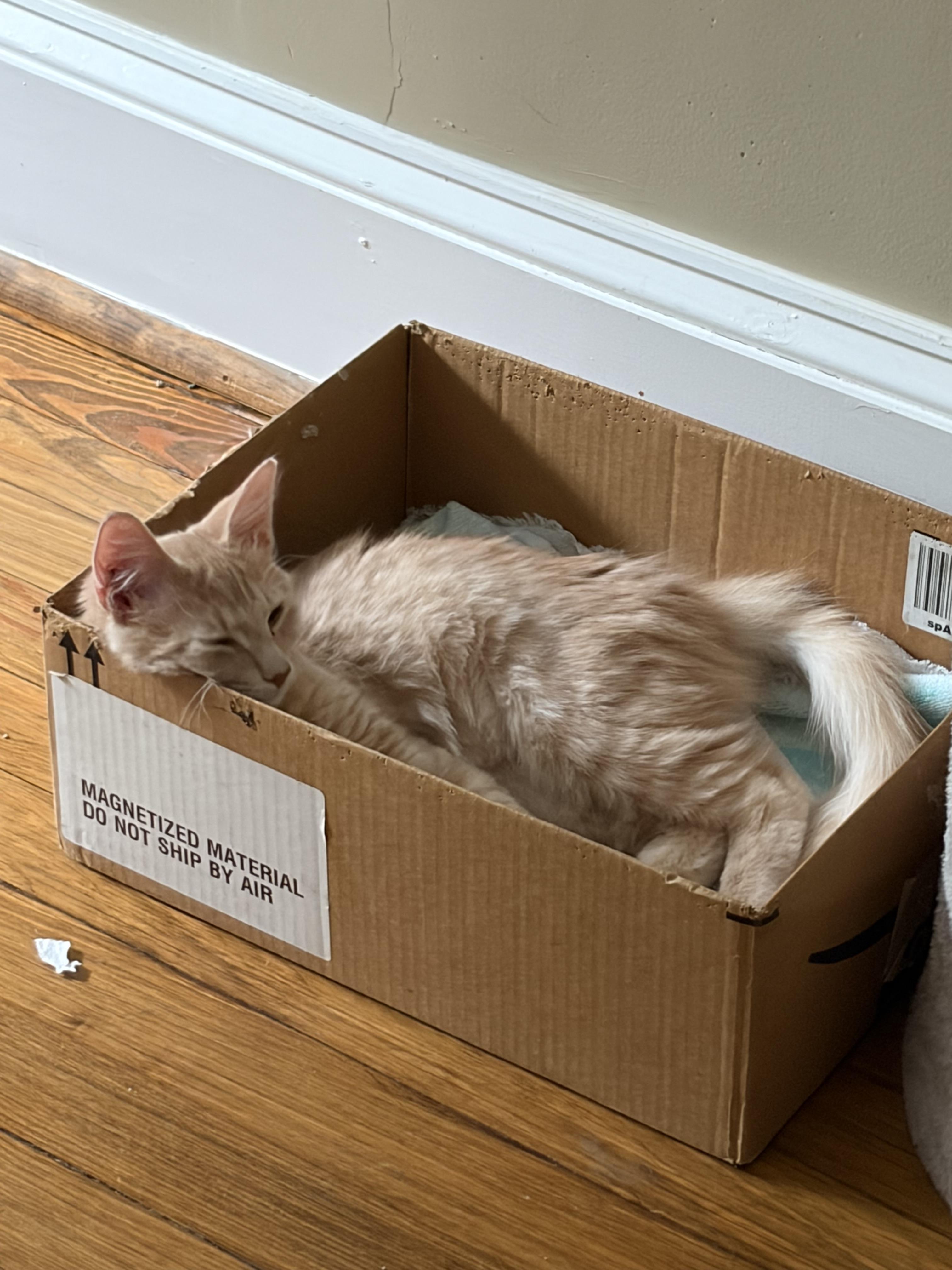 Enlarge Pete, a Adoptable Domestic Medium Hair in Belmont, NC image 3/3