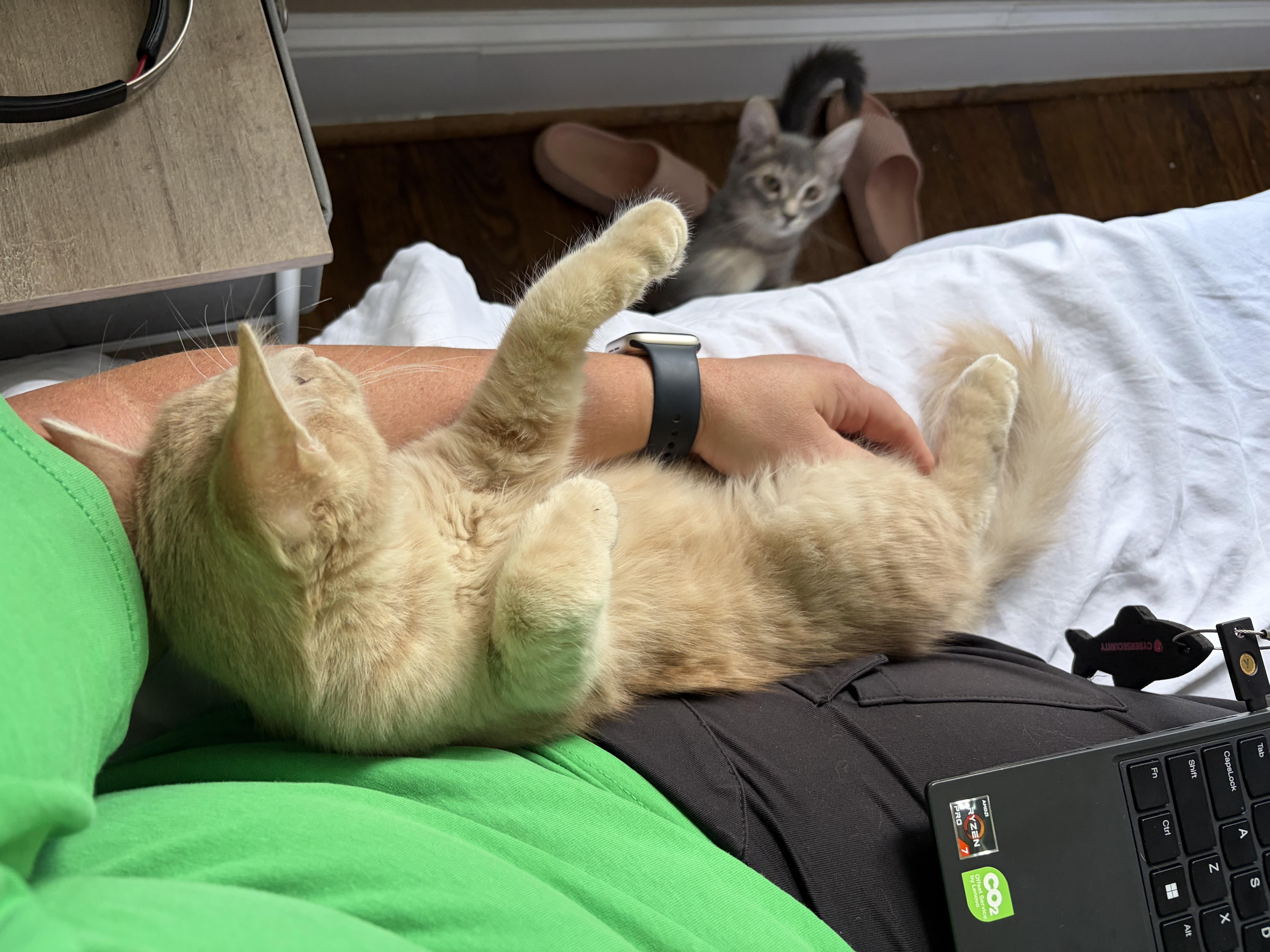 Enlarge Pete, a Adoptable Domestic Medium Hair in Belmont, NC image 2/3