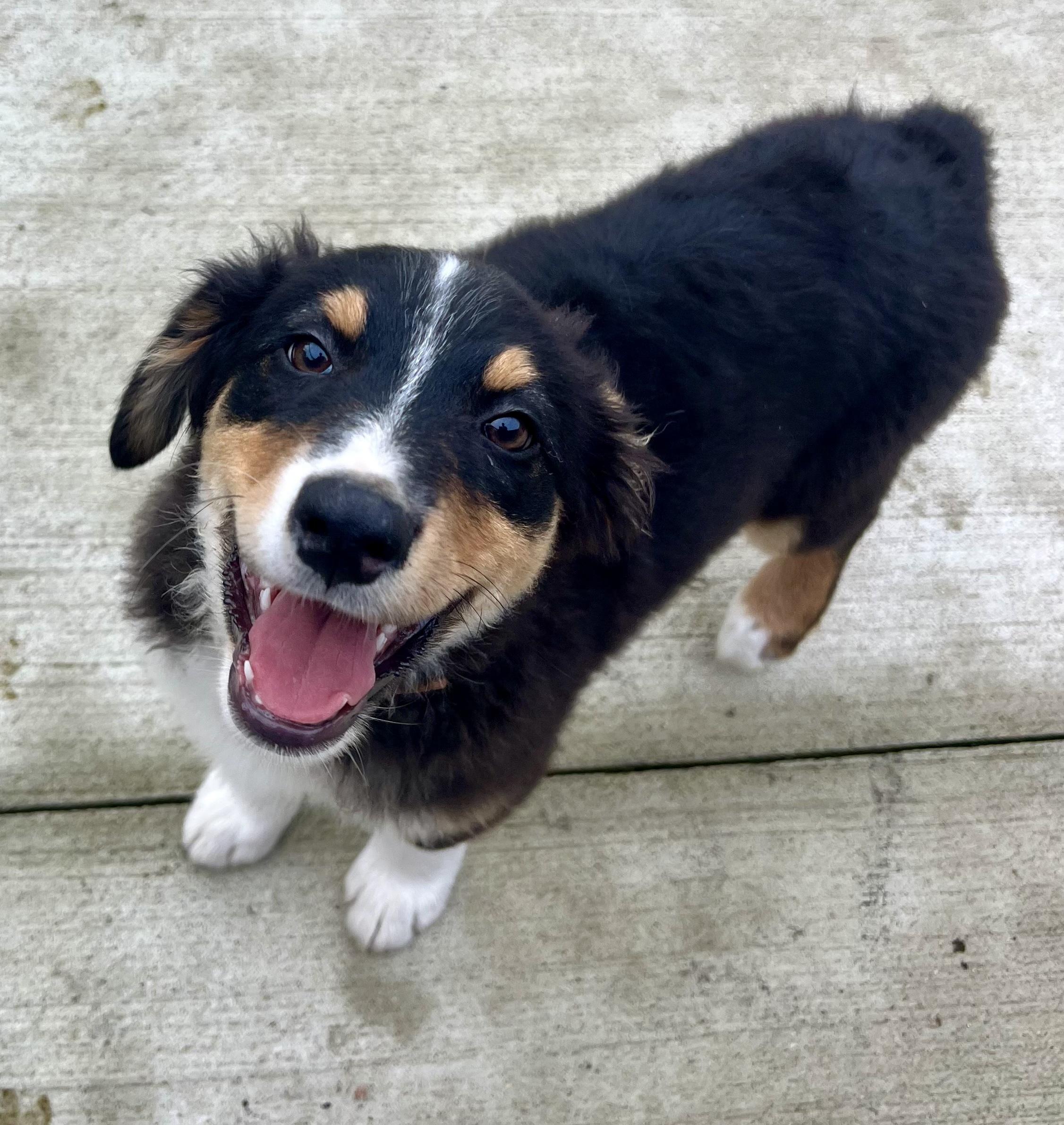 Enlarge Jason, a Adoptable Australian Shepherd in Whitestown, IN image 3/3