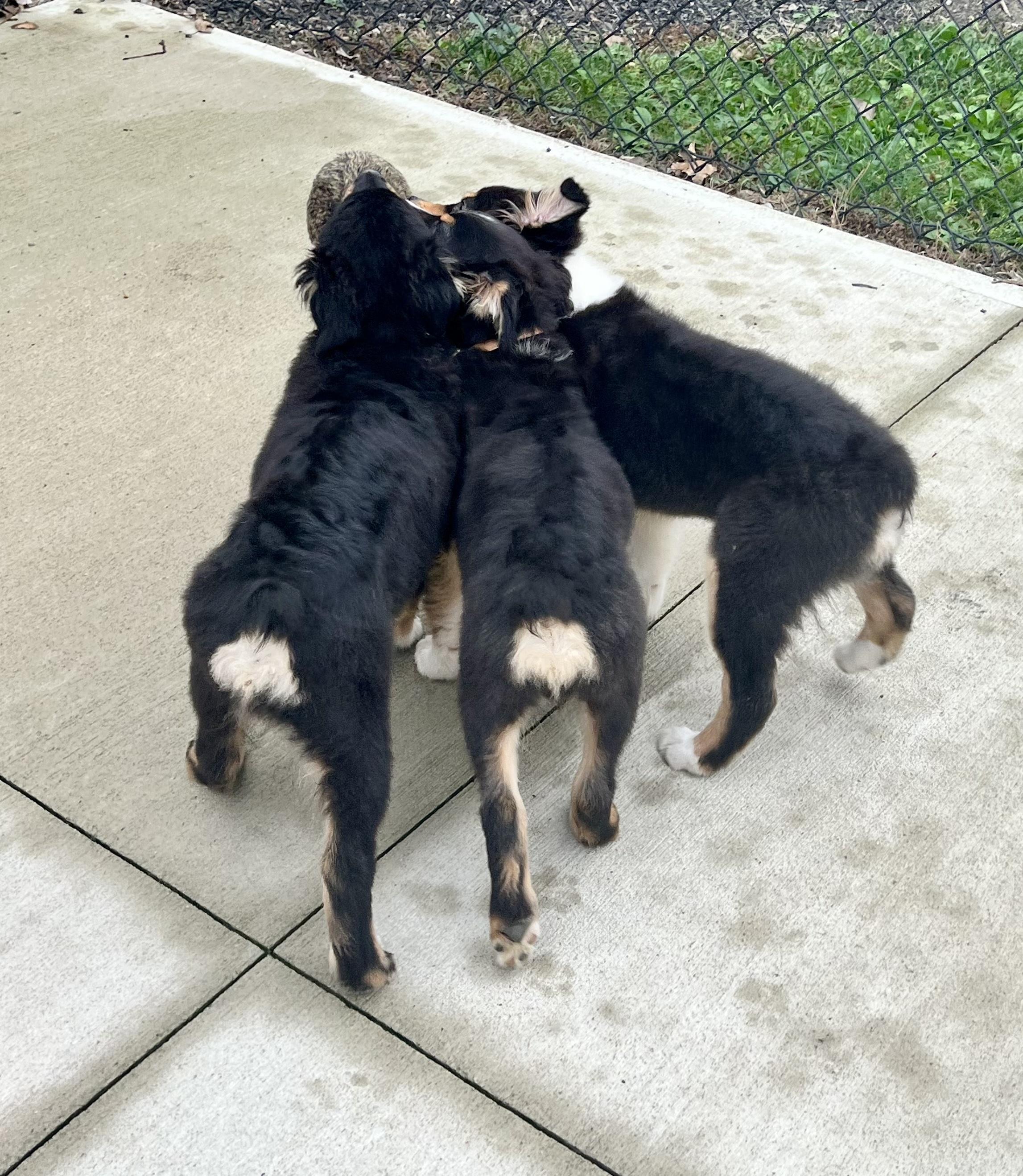 Jason, Adoptable, Puppy Male Australian Shepherd.