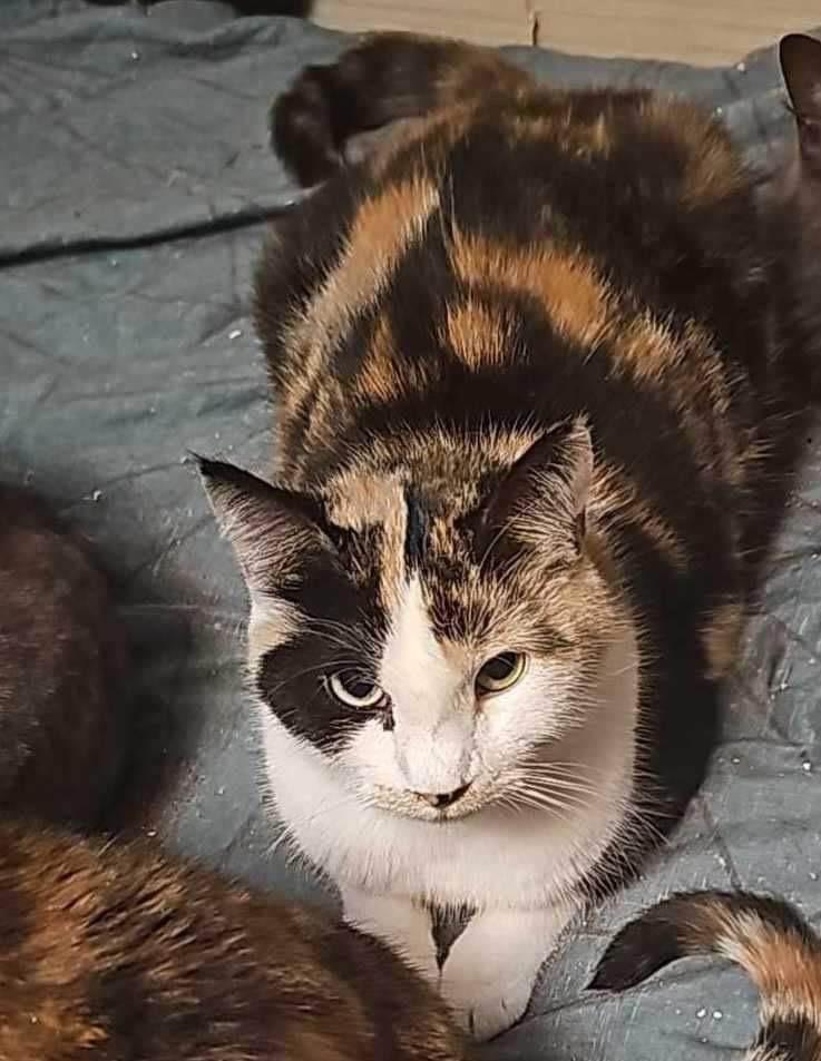 Penny, Adoptable, Adult Female Domestic Short Hair.