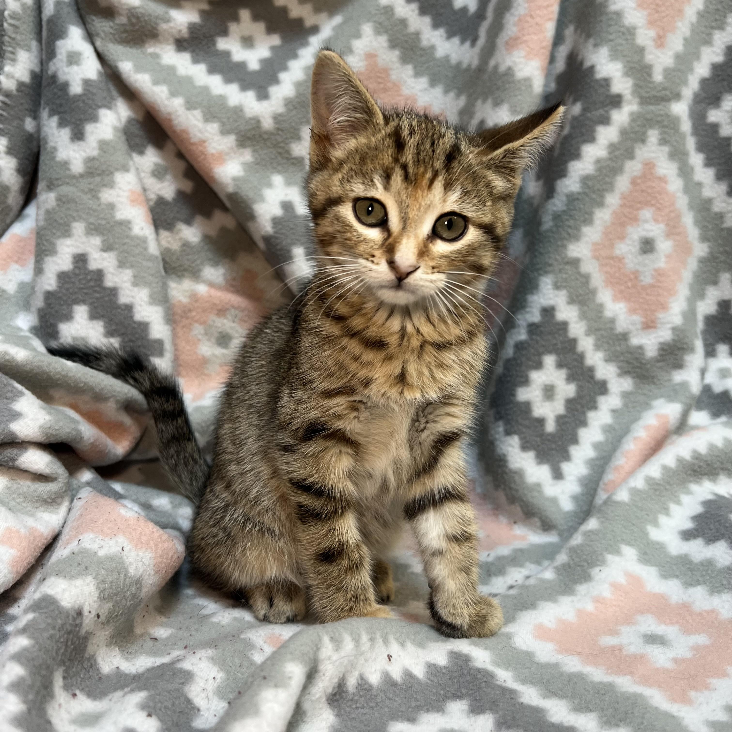 Enlarge Elite - At PetSmart in Mankato, a ADOPTABLE Domestic Short Hair in Fairmont, MN image 3/6
