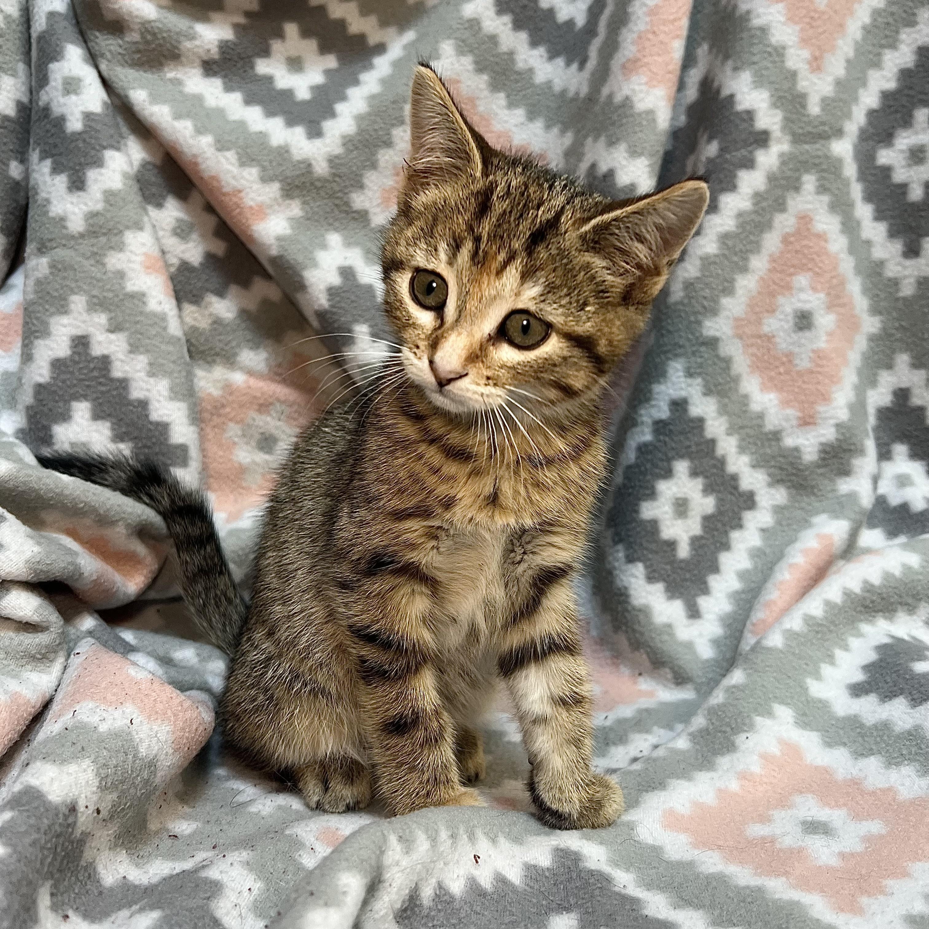 Enlarge Elite - At PetSmart in Mankato, a ADOPTABLE Domestic Short Hair in Fairmont, MN image 2/6