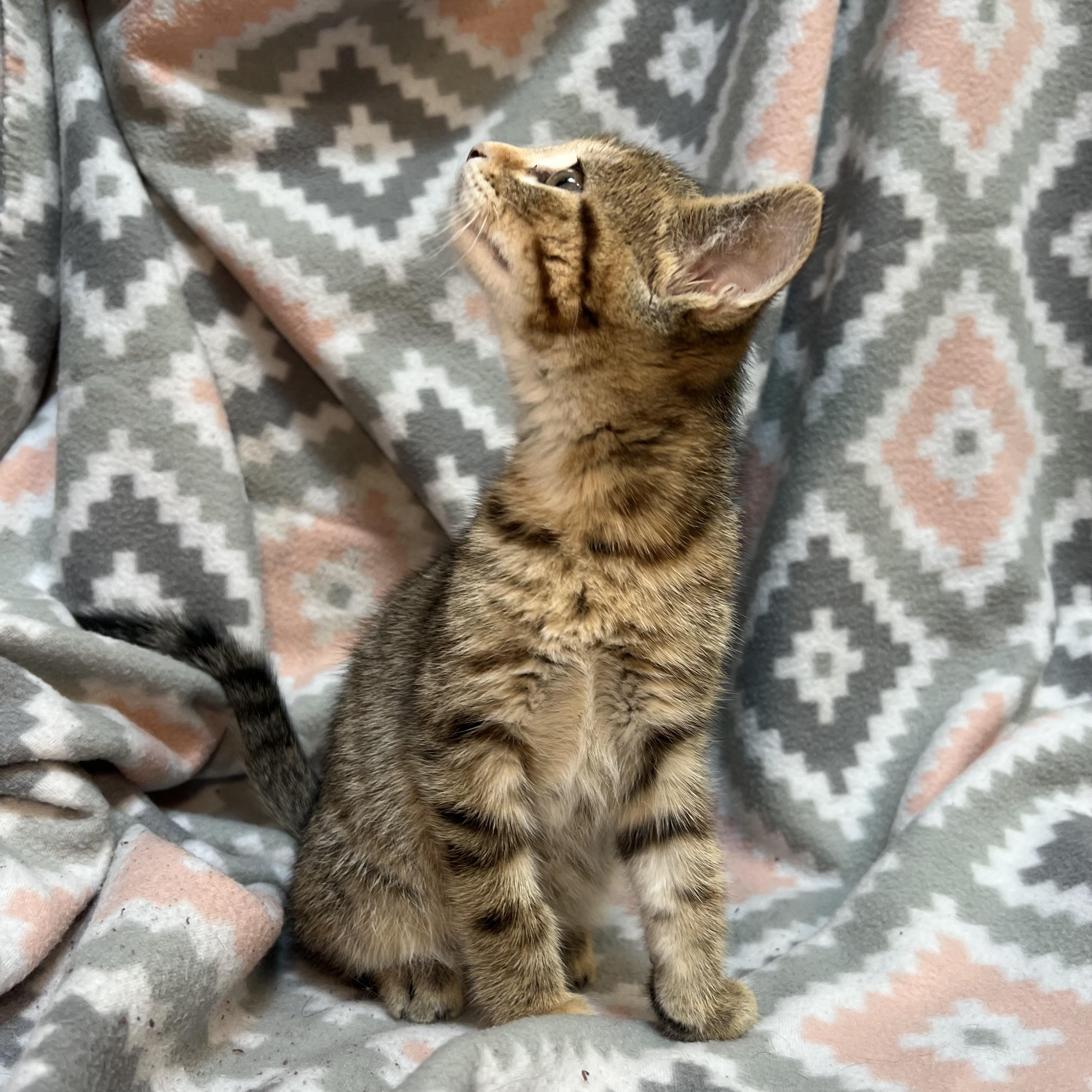 Enlarge Elite - At PetSmart in Mankato, a ADOPTABLE Domestic Short Hair in Fairmont, MN image 4/6