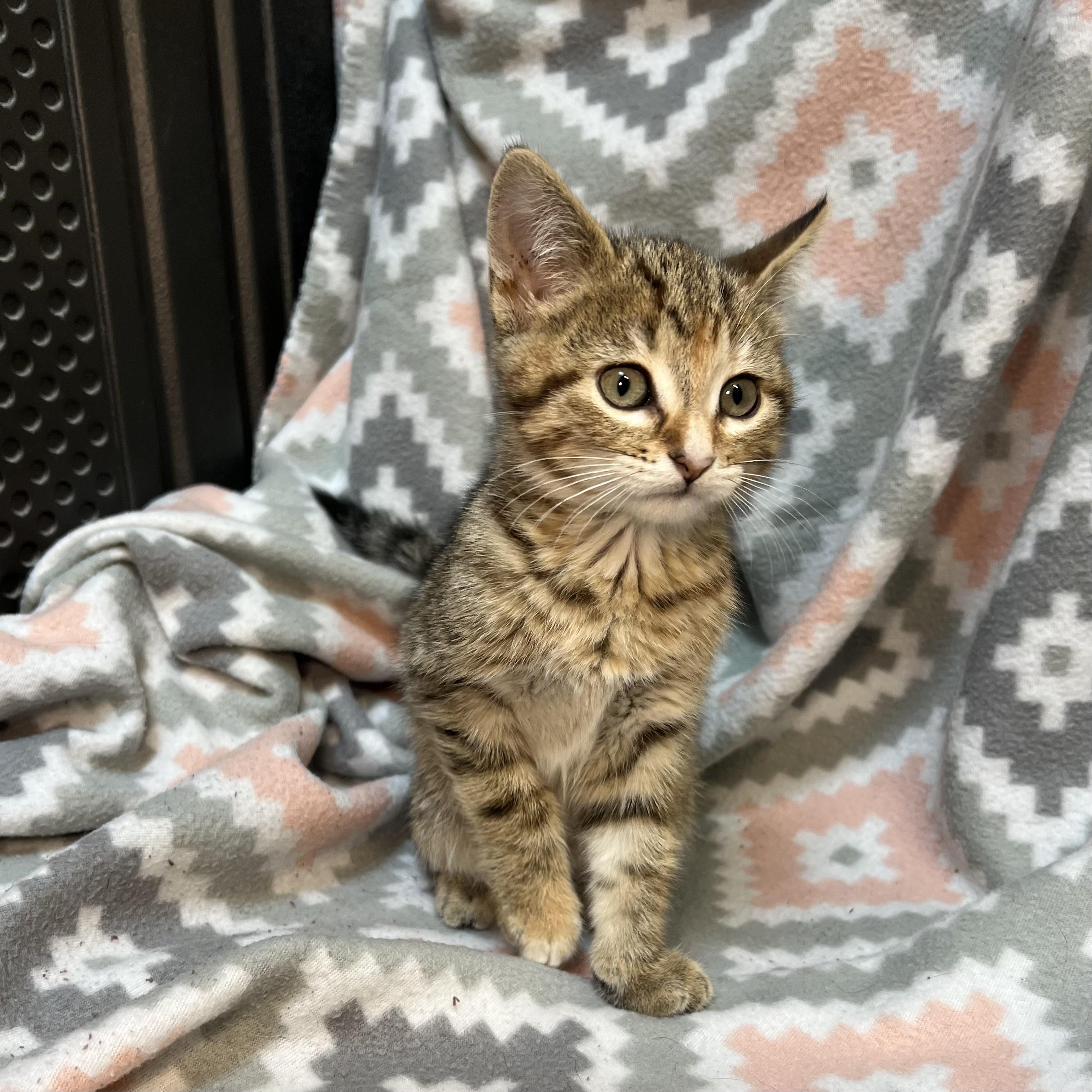 Enlarge Elite - At PetSmart in Mankato, a ADOPTABLE Domestic Short Hair in Fairmont, MN image 6/6