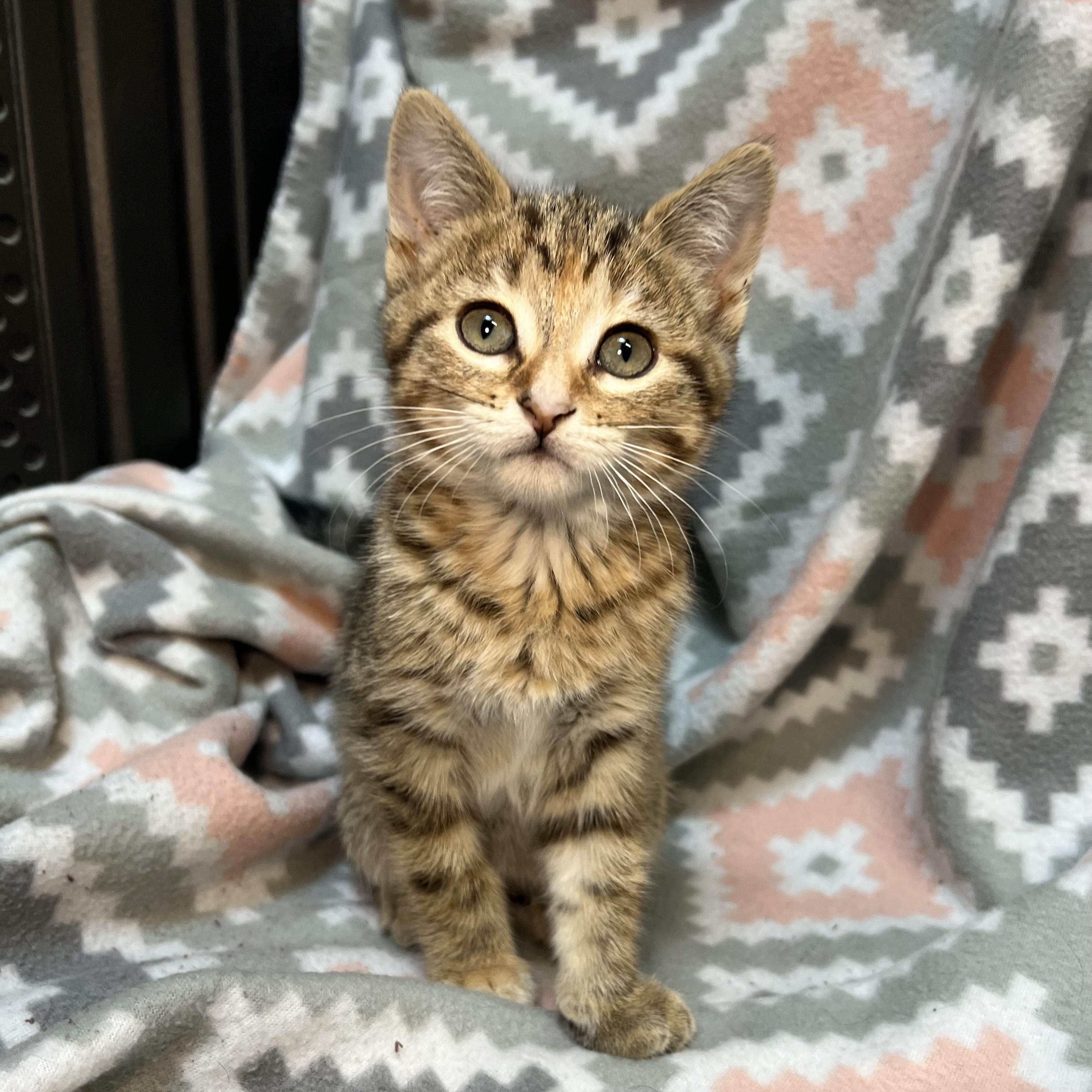 Elite - At PetSmart in Mankato, ADOPTABLE, Kitten Female Domestic Short Hair.