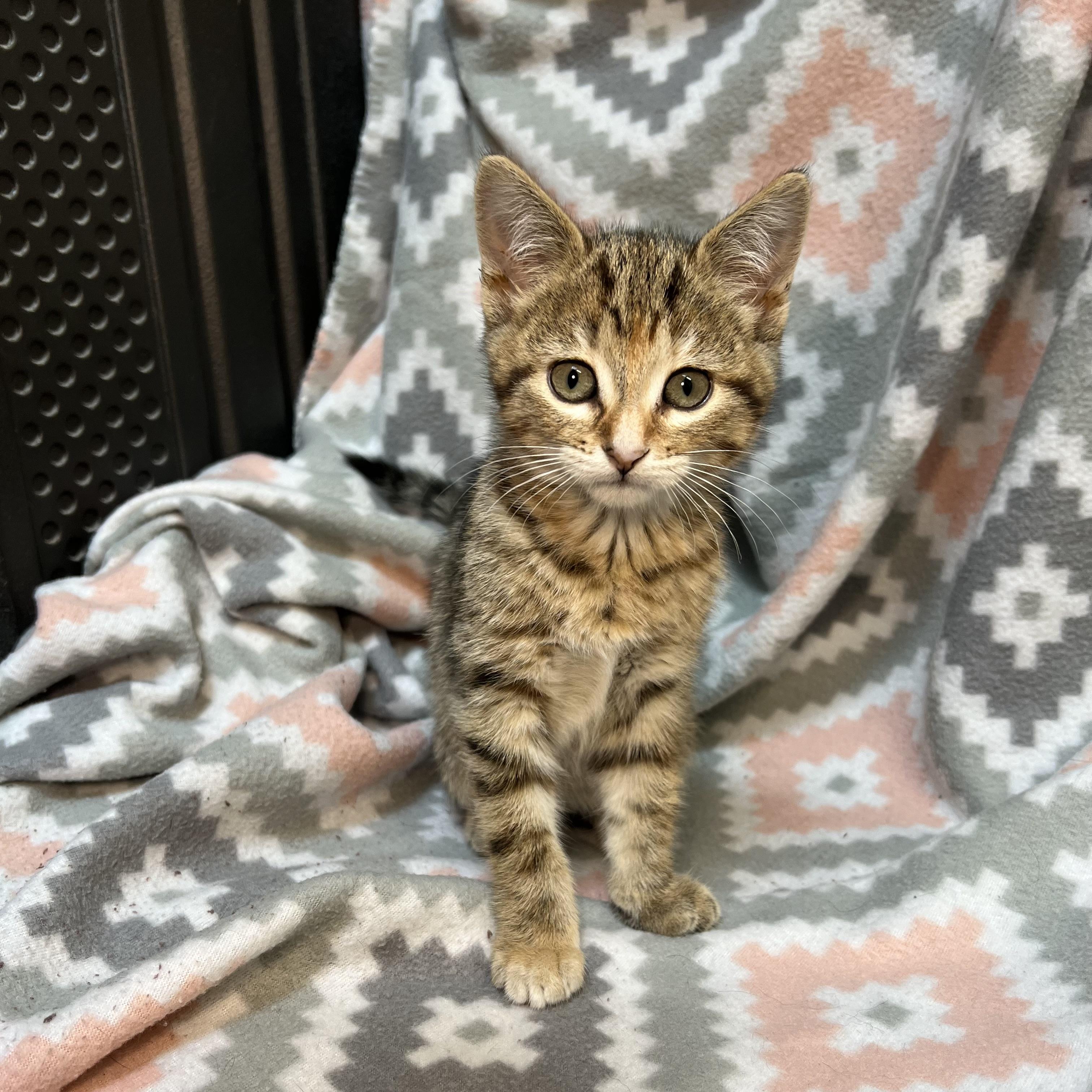 Enlarge Elite - At PetSmart in Mankato, a ADOPTABLE Domestic Short Hair in Fairmont, MN image 5/6
