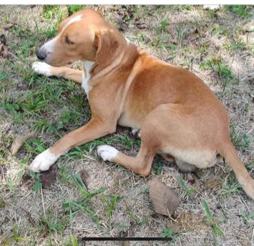 Enlarge Honeybee, a Adoptable Beagle in Florissant, MO image 1/6