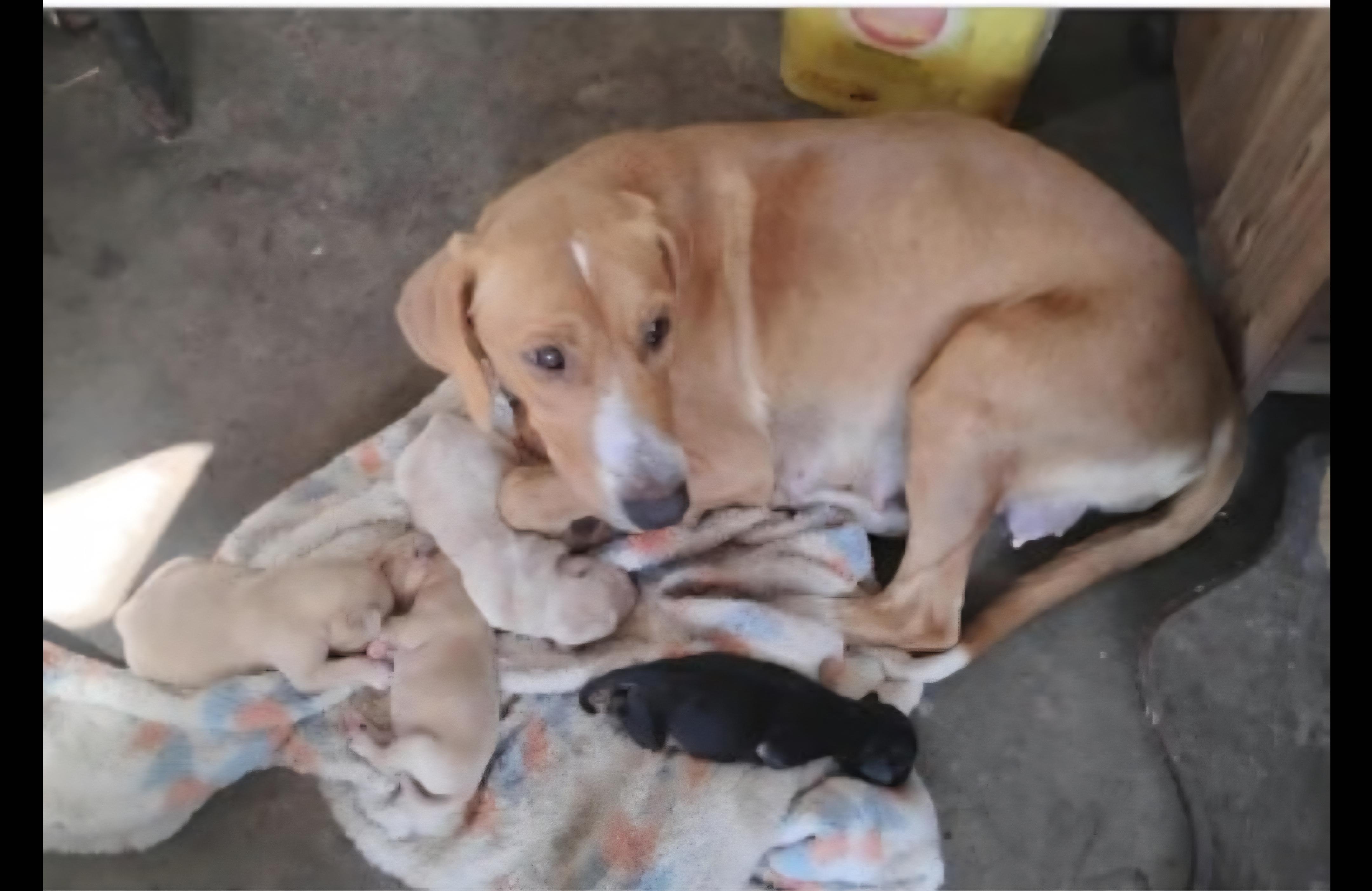Enlarge Honeybee, an adoptable Beagle in Florissant, MO image 3/4