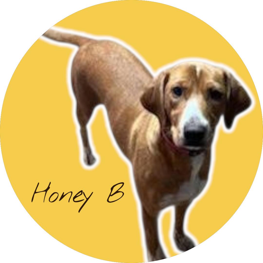 Enlarge Honeybee, a Adoptable Beagle in Florissant, MO image 2/6