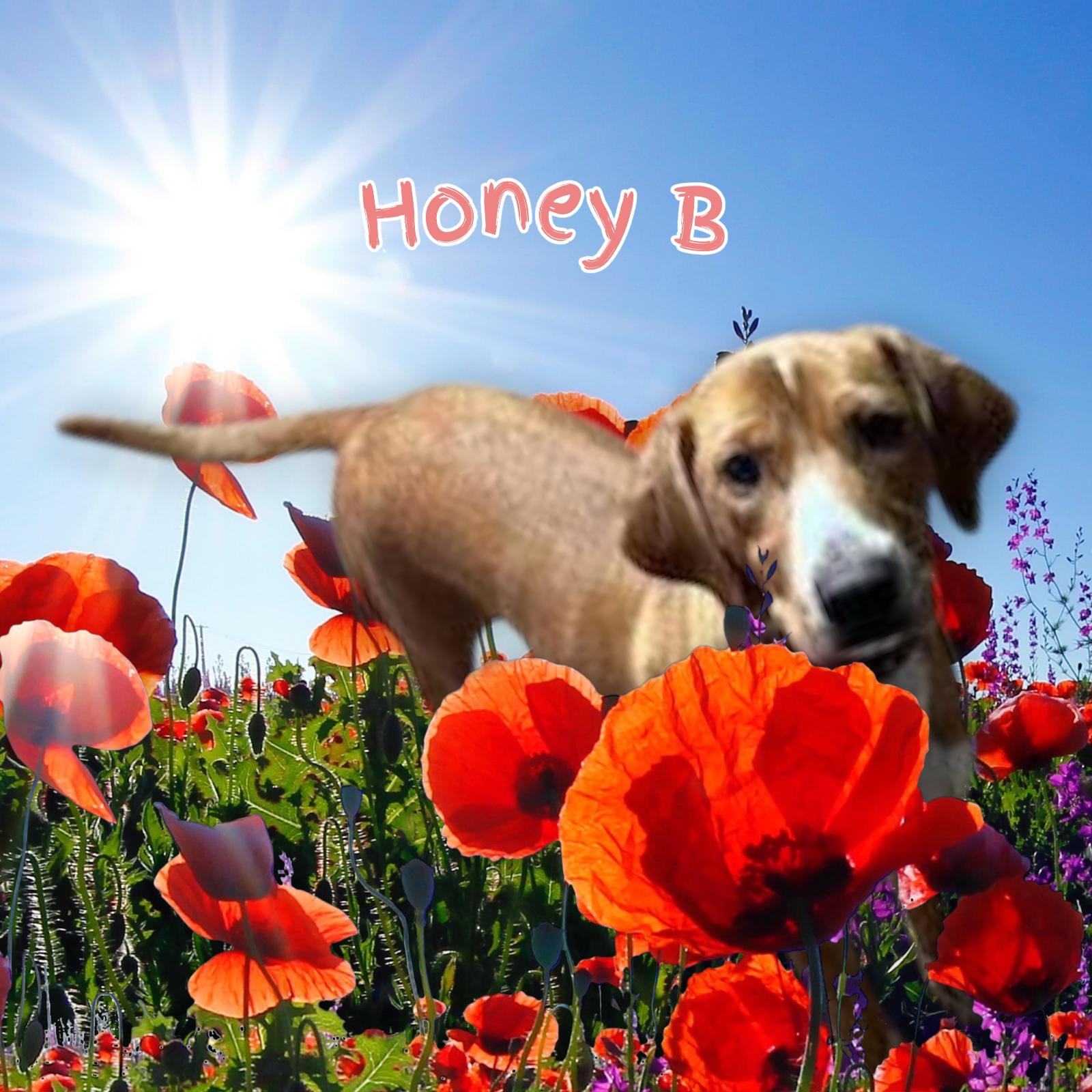 Enlarge Honeybee, a Adoptable Beagle in Florissant, MO image 4/6