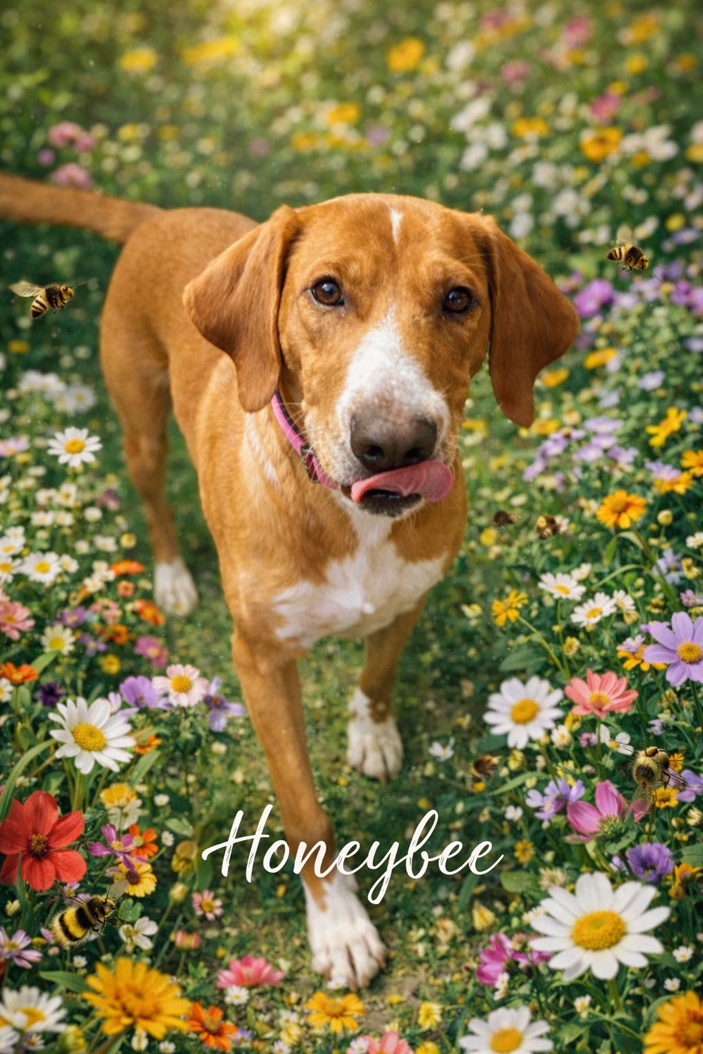 Enlarge Honeybee, an adoptable Beagle in Florissant, MO image 1/4
