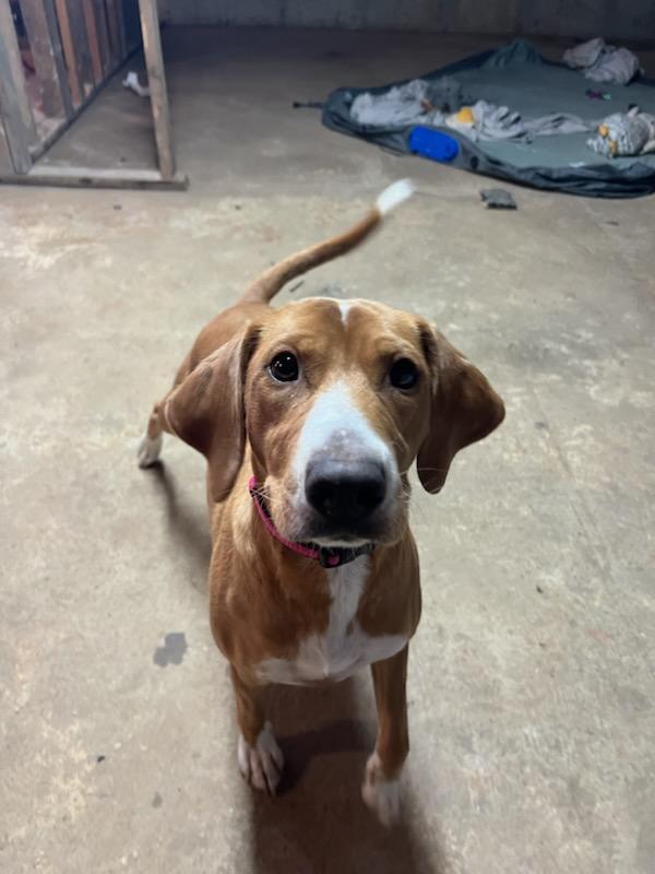 Enlarge Honeybee, a Adoptable Beagle in Florissant, MO image 4/6