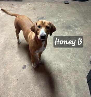 Enlarge Honeybee, a Adoptable Beagle in Florissant, MO image 5/6