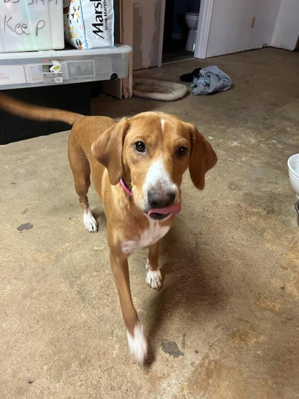 Enlarge Honeybee, a Adoptable Beagle in Florissant, MO image 6/6