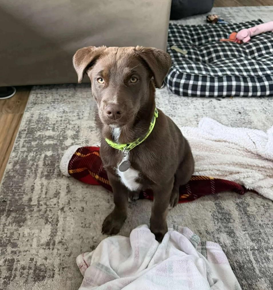 Loki, ADOPTABLE, Young Male Mixed Breed.