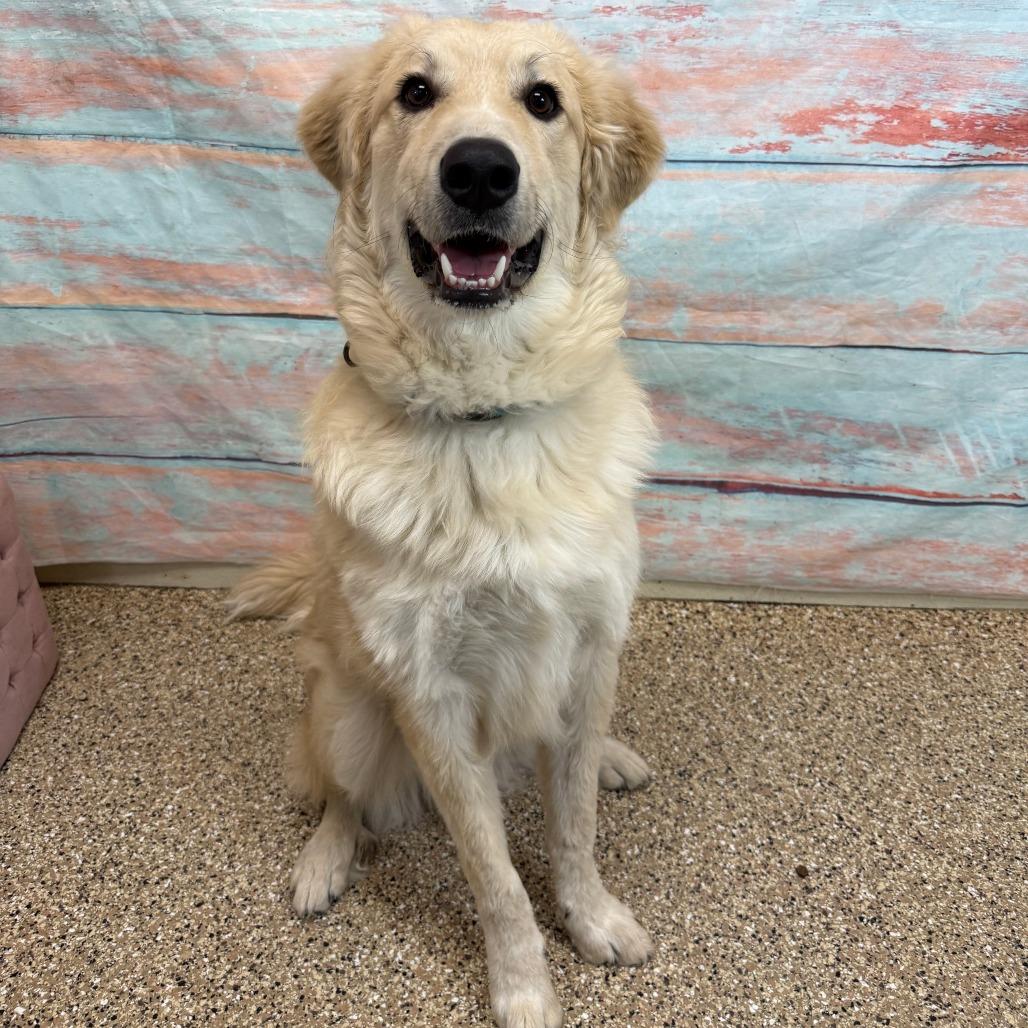 Buttermilk, Adoptable, Adult Male Mixed Breed.