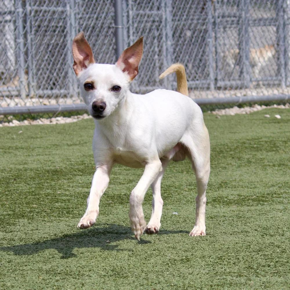 Enlarge Bixby, an adopted Chihuahua in Godfrey, IL image 5/5